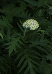Tanacetum macrophyllum