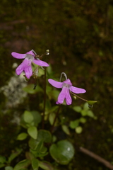 Impatiens scapiflora