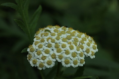 Tanacetum macrophyllum
