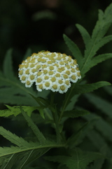 Tanacetum macrophyllum