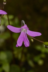 Impatiens scapiflora