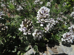 Psoralea bracteolata