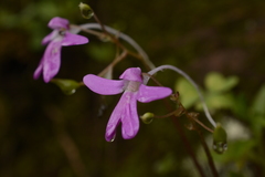 Impatiens scapiflora