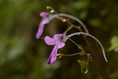 Impatiens scapiflora