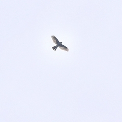 Accipiter virgatus fuscipectus