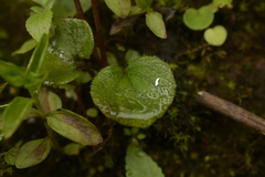 Impatiens scapiflora