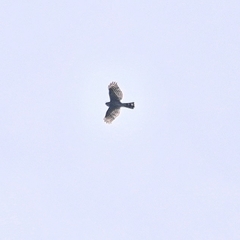 Accipiter virgatus fuscipectus