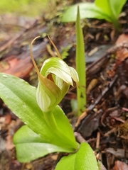 Pterostylis venosa