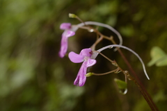 Impatiens scapiflora