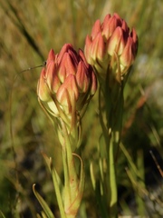 Ceratandra grandiflora
