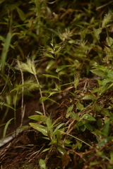 Jansenella griffithiana