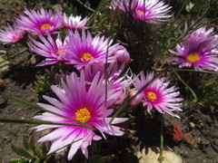Lampranthus ceriseus