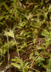 Jansenella griffithiana