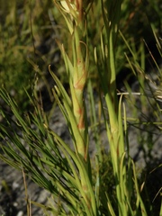 Ceratandra grandiflora
