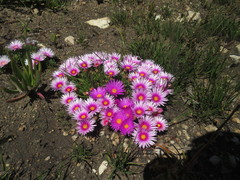 Lampranthus ceriseus