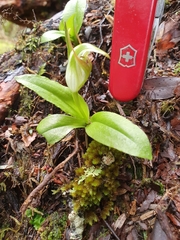 Pterostylis venosa