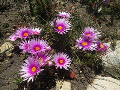 Lampranthus ceriseus