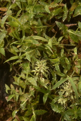 Jansenella griffithiana