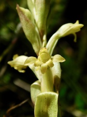 Satyrium outeniquense