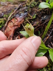 Pterostylis venosa