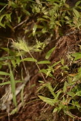 Jansenella griffithiana