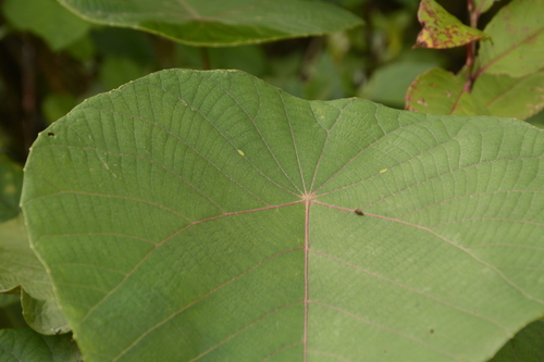 Image of Macaranga indica by (c) Siddarth Machado, some rights reserved (CC BY)