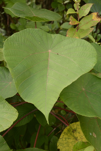Image of Macaranga indica by (c) Siddarth Machado, some rights reserved (CC BY)