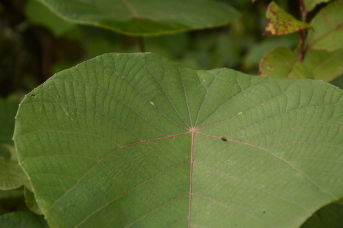 Image of Macaranga indica by (c) Siddarth Machado, some rights reserved (CC BY)