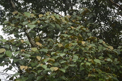 Mallotus tetracoccus