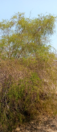 Vachellia bellula image