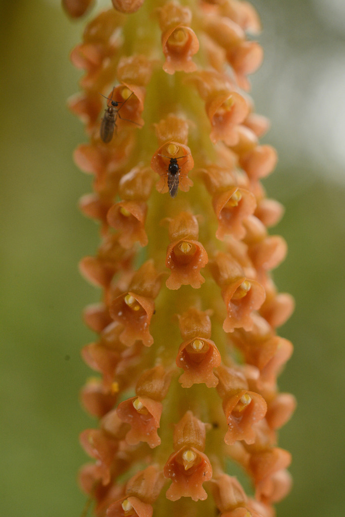 Oberonia josephi