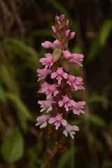 Satyrium nepalense