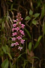 Satyrium nepalense