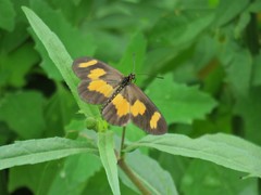 Acraea cabira