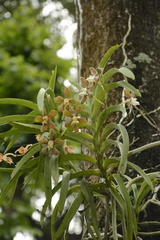Vanda wightii