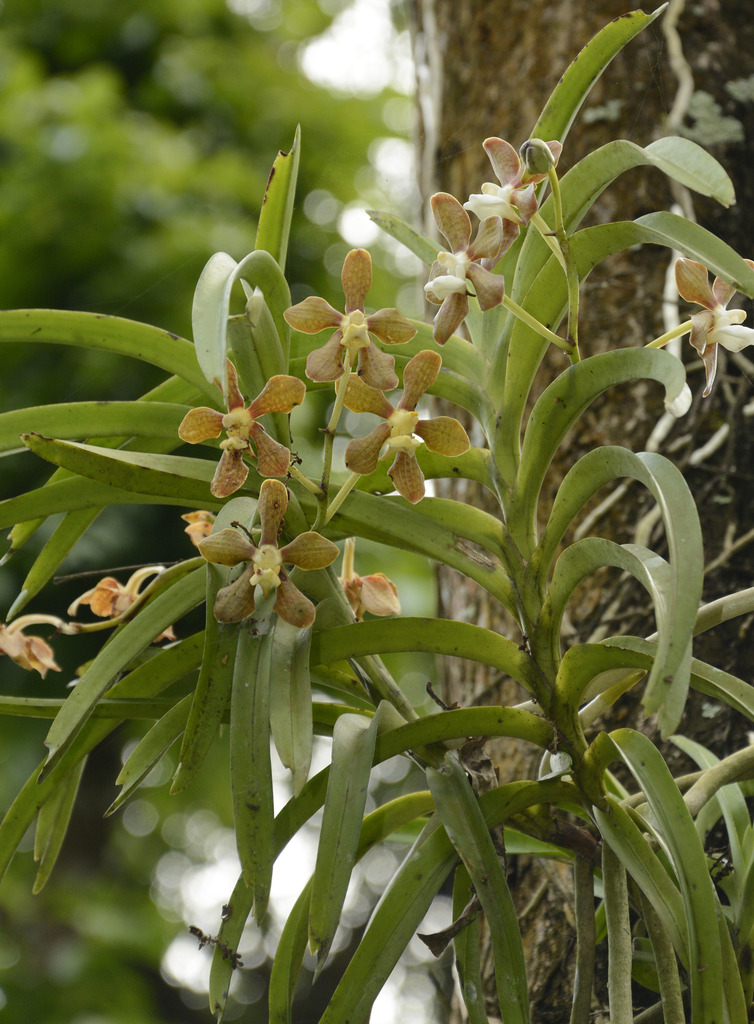 Vanda wightii