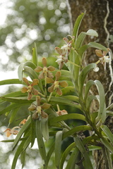 Vanda wightii