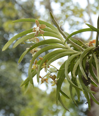 Vanda wightii