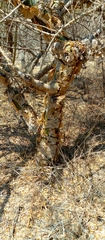 Image of Commiphora simplicifolia