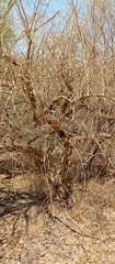 Commiphora simplicifolia image