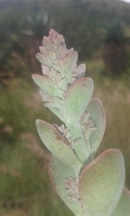 Kalanchoe thyrsiflora