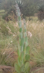 Kalanchoe thyrsiflora