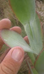Kalanchoe thyrsiflora