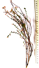 Chaenostoma decipiens