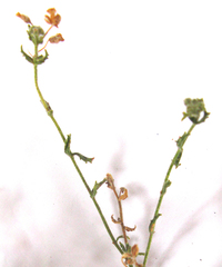 Chaenostoma decipiens