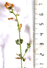 Chaenostoma decipiens