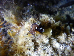 Plocamopherus