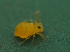 Deuterosminthurus pallipes