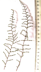 Cheilanthes parviloba