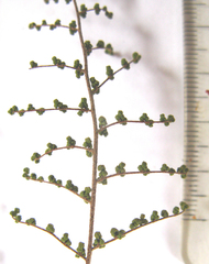 Cheilanthes parviloba